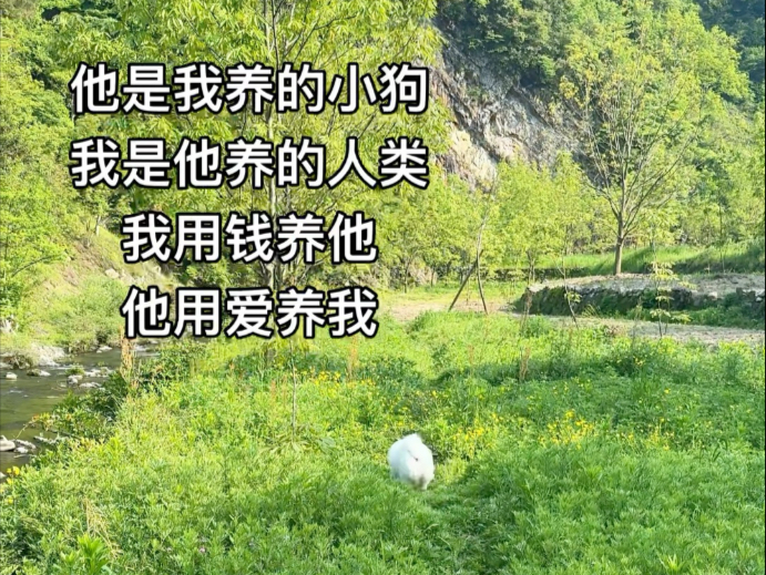 我的小狗被太阳晒得香香的