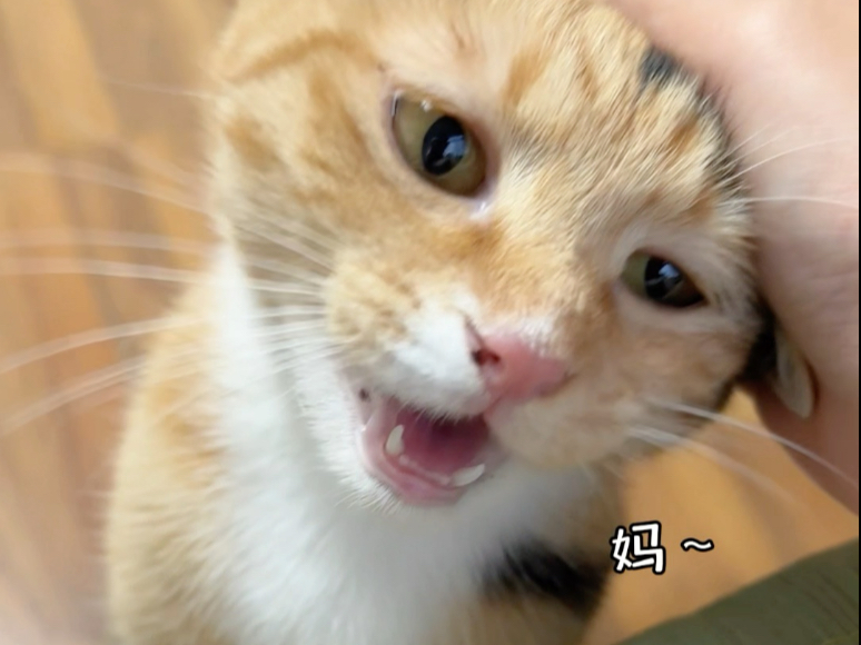这怎么能不收养？它喊我妈妈啊！