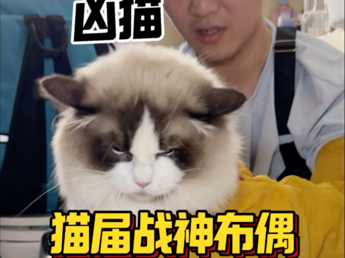 成都上门洗猫 被宠物店劝退的布偶，在我手上就两颗星！
