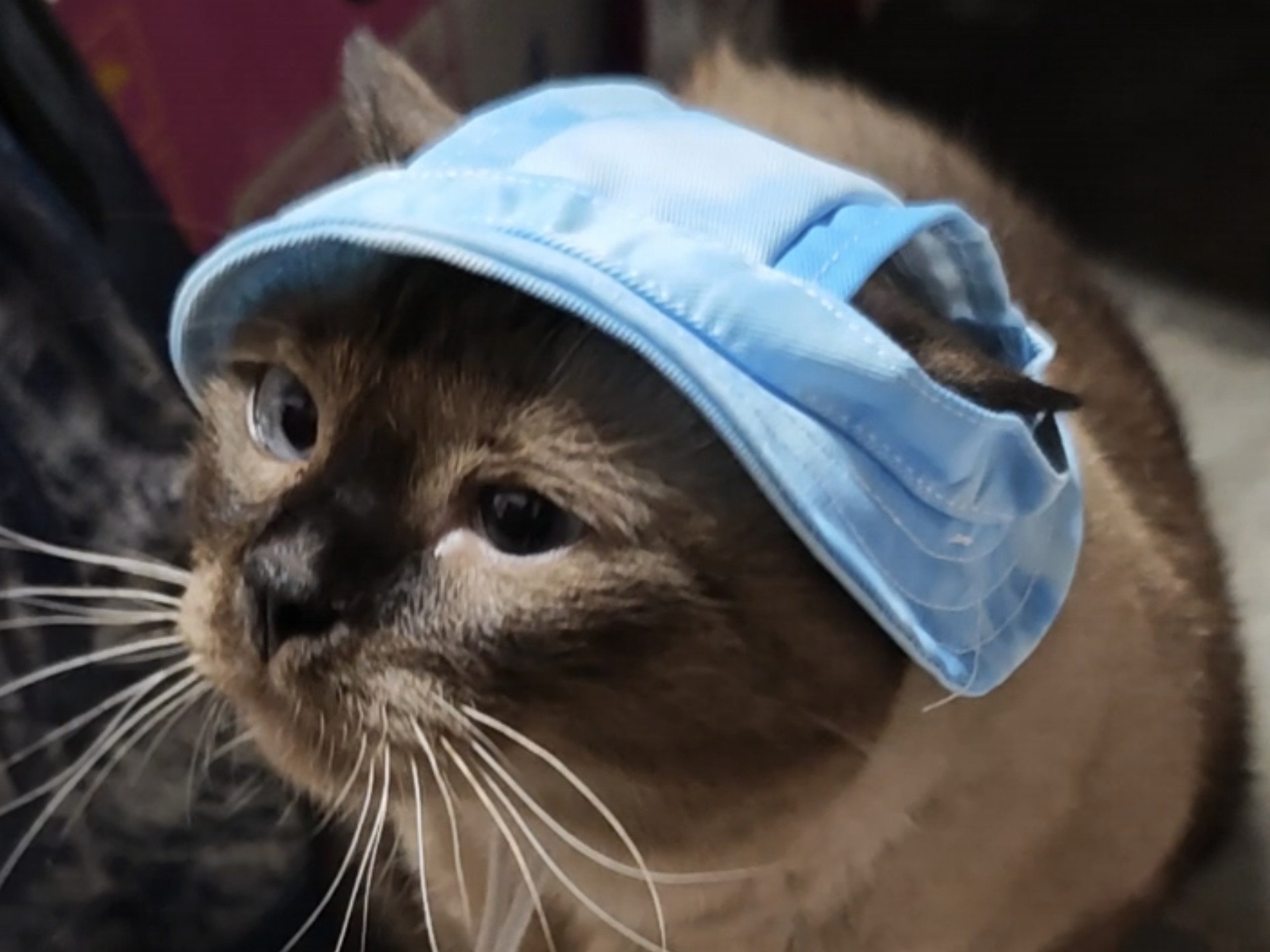 不是口罩 不是内裤 是小猫帽