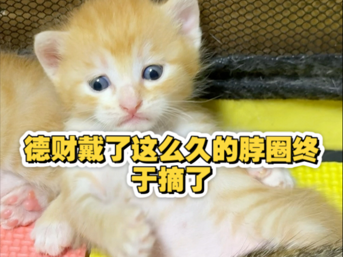 德财带了这么久的脖圈终于摘了