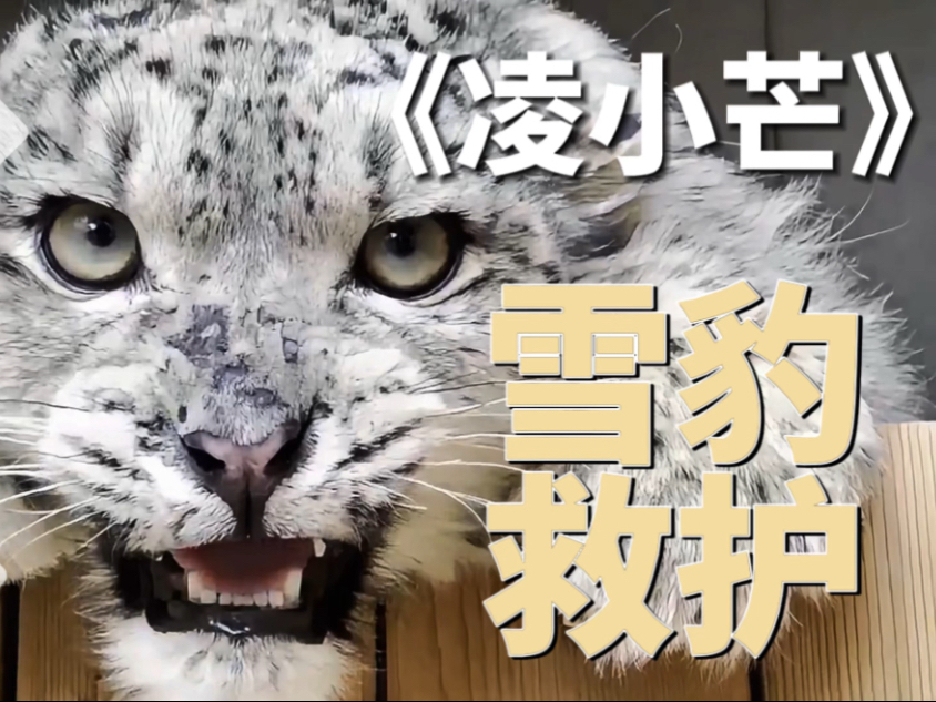 凌小芒与其母亲的感人故事#凌小芒#雪豹救护 #雪豹之都