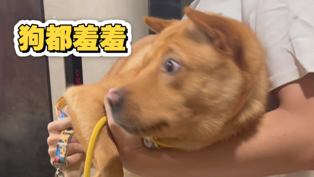 狗与狗之间也没有真正的感同身受