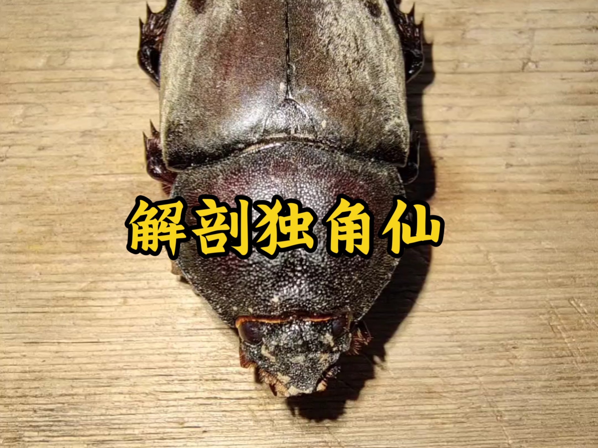 解剖一只雌性独角仙