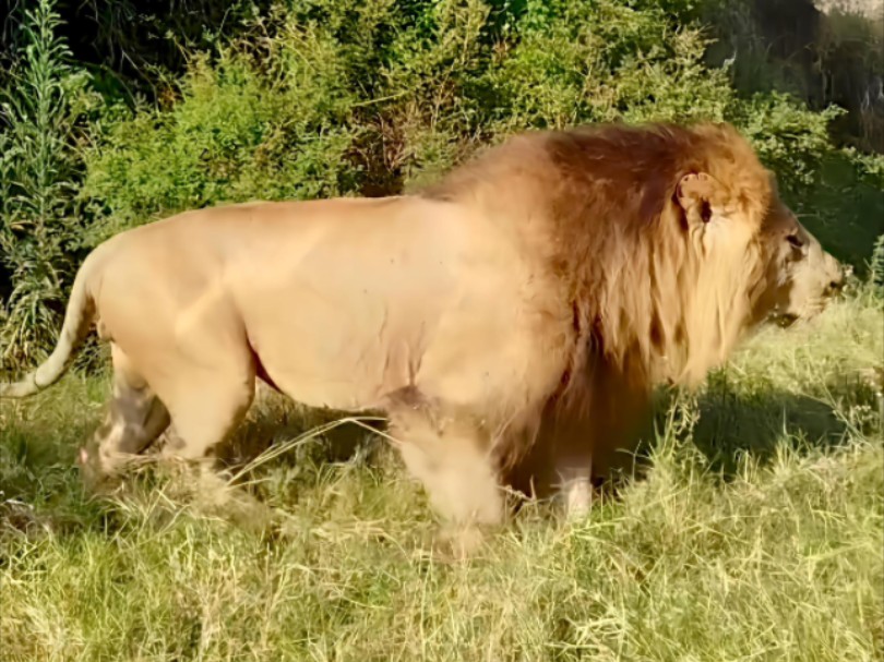 强壮的黑岩男孩奥胖，在Talek河之间往返，荣嘉和无花果狮群在河