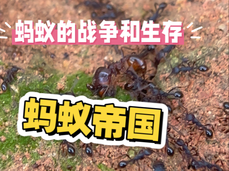 模拟生态的蚂蚁帝国，记录蚂蚁战争的战术和兴衰