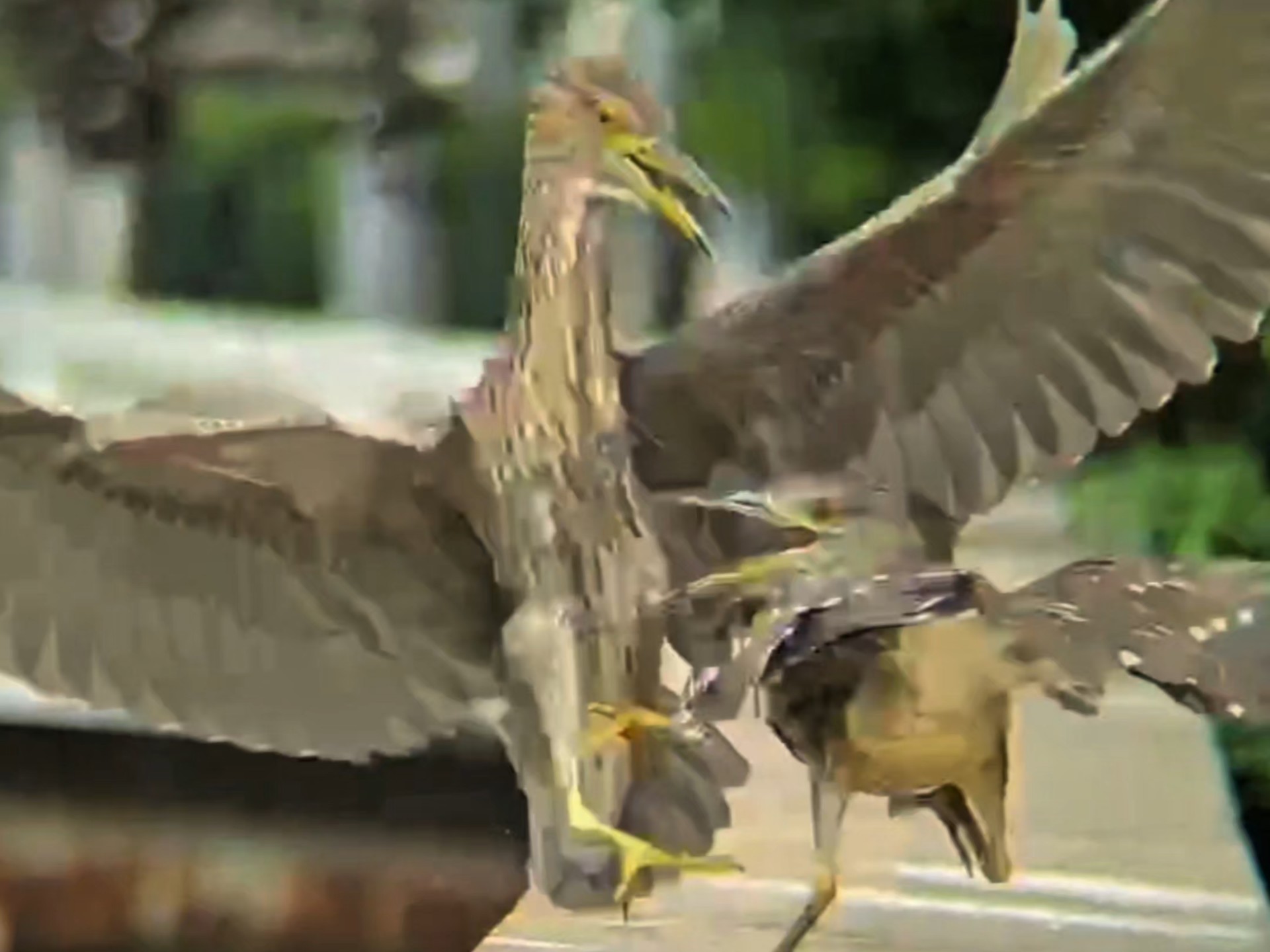 两只小亚成的恶战～今天是万师傅倾情配音～