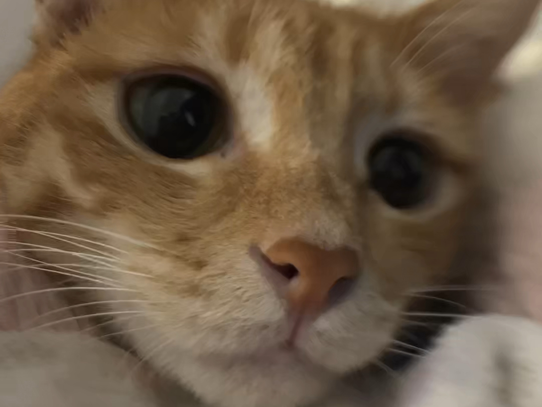 我只是一只车座子脸猫