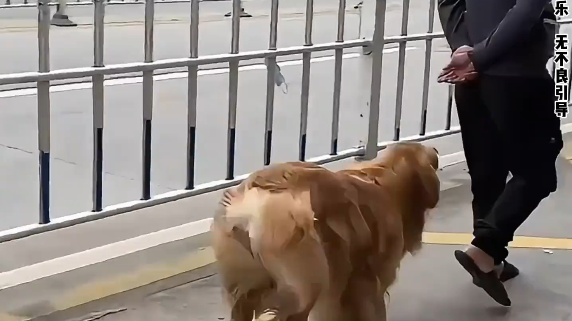 原来狗狗的人脉居然这么广，看来以后办事就靠狗子了！