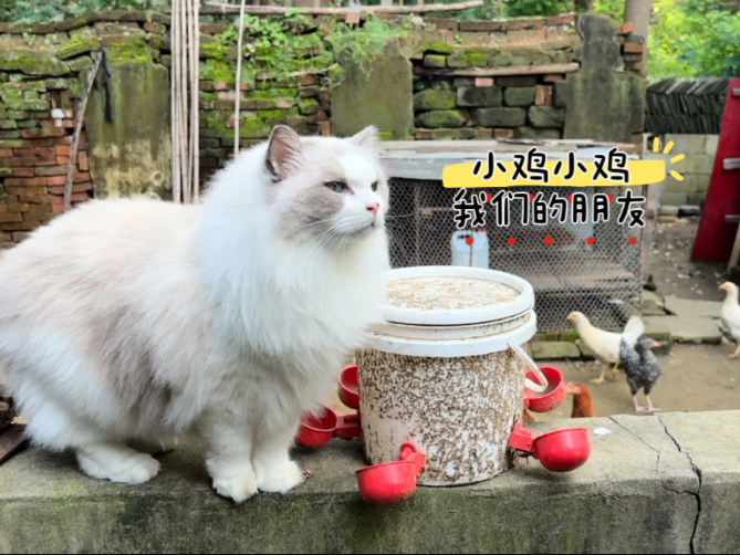 带猫回老家的日子简直不要太爽、蹚水看鸡捉蜻蜓太快乐了