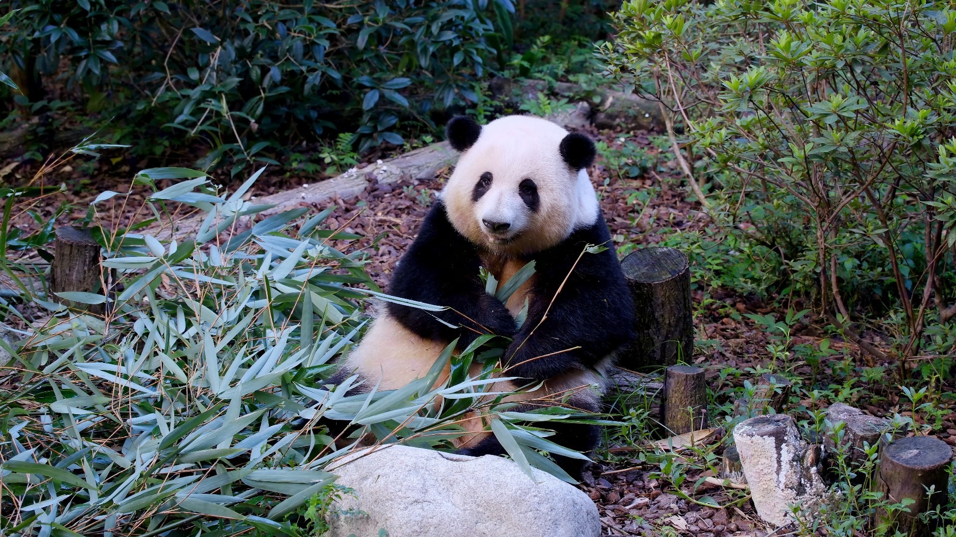 8月12日的花叶和星汉帅哥们