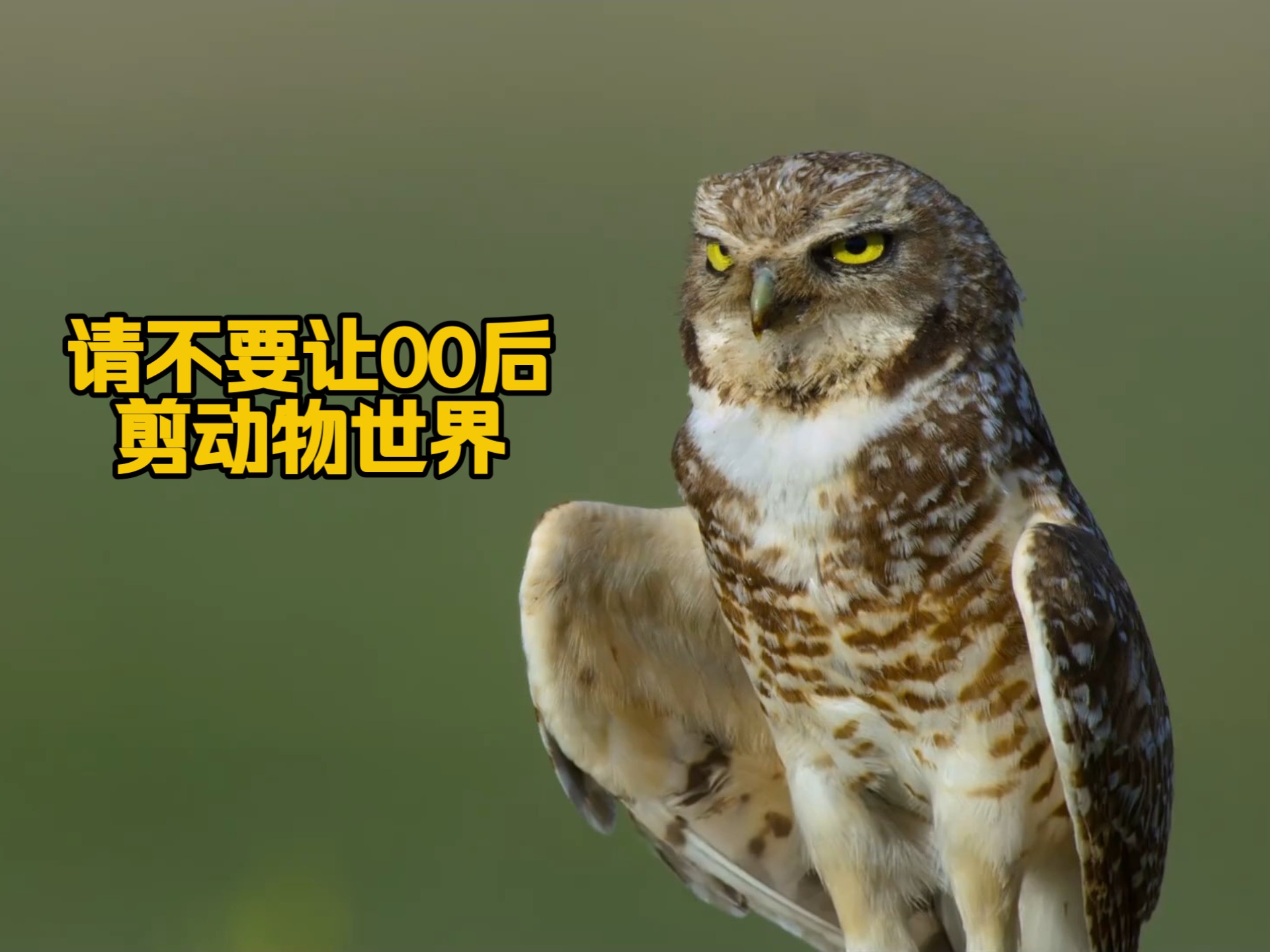 请不要让00后剪动物世界之穴小鸮