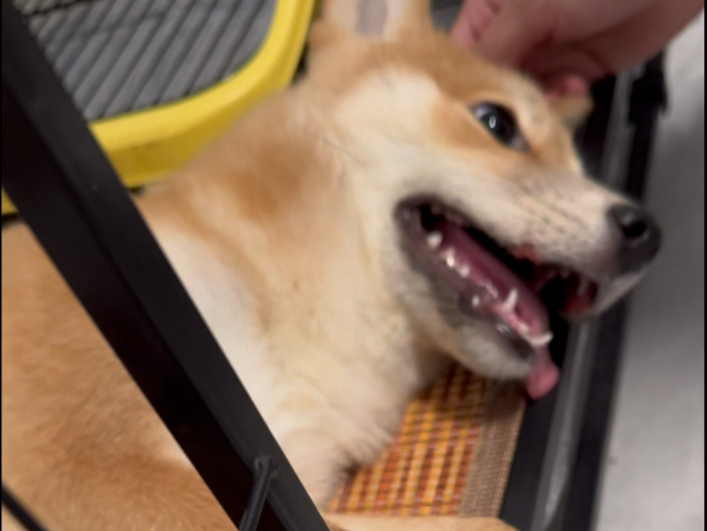 犬瘟后遗症的小狗该怎么治疗