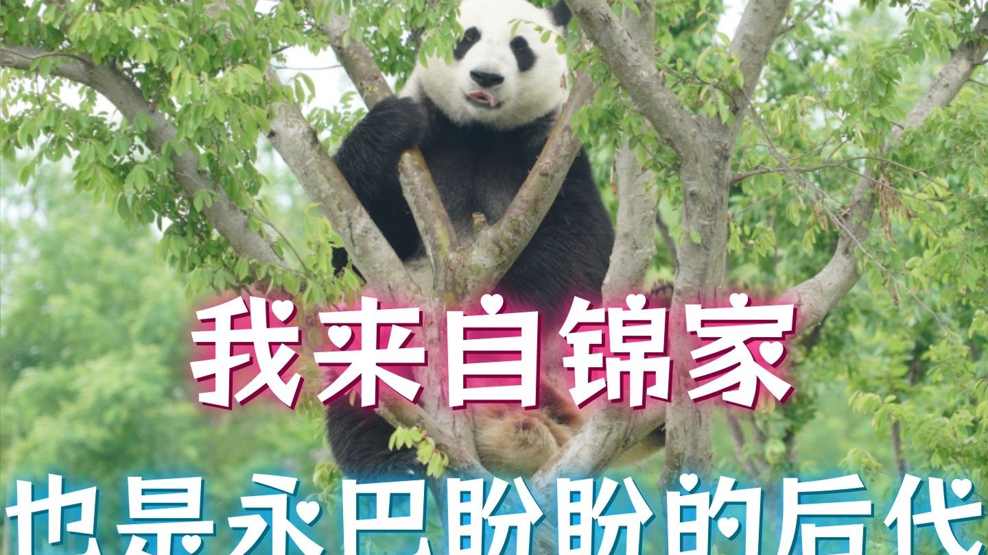 我来自锦家