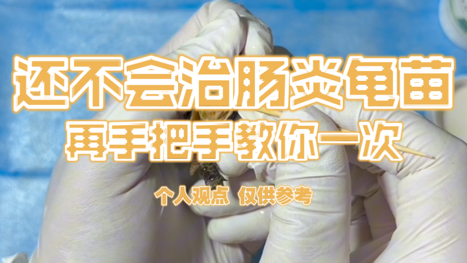还不会治肠炎龟苗，再手把手教你一次～