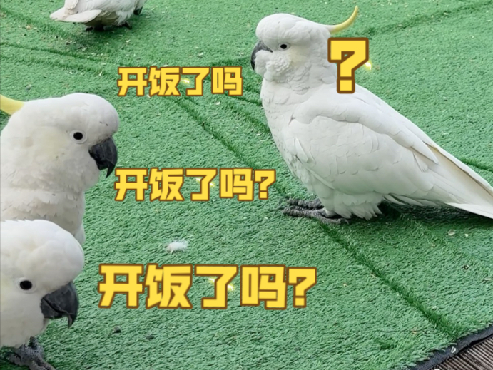 什么？宝宝鸡怎么还在烧开水！什么？宝宝鸡开始学吃了！