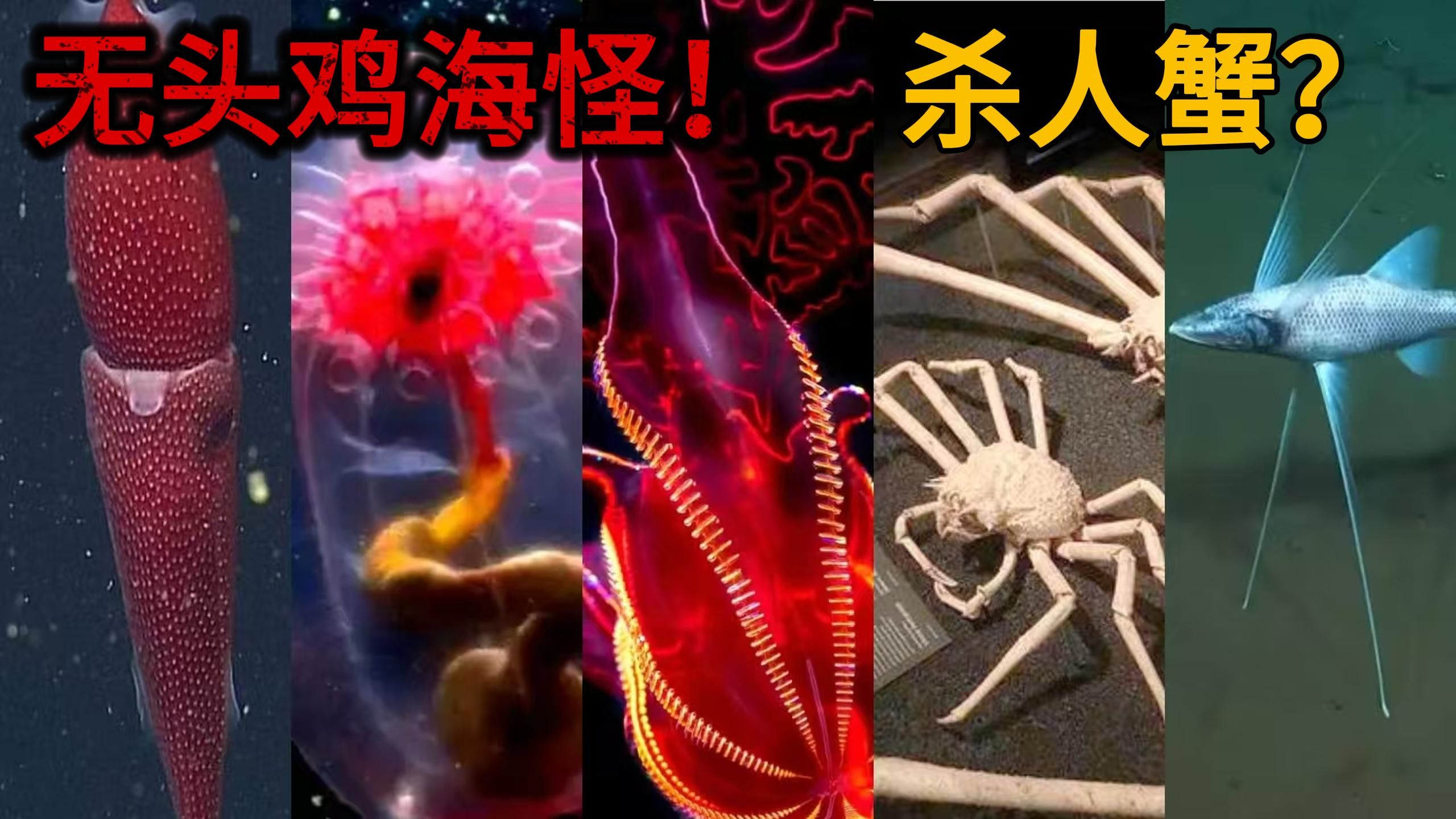 【野物志】深海猎奇：奇特生物大盘点（四）