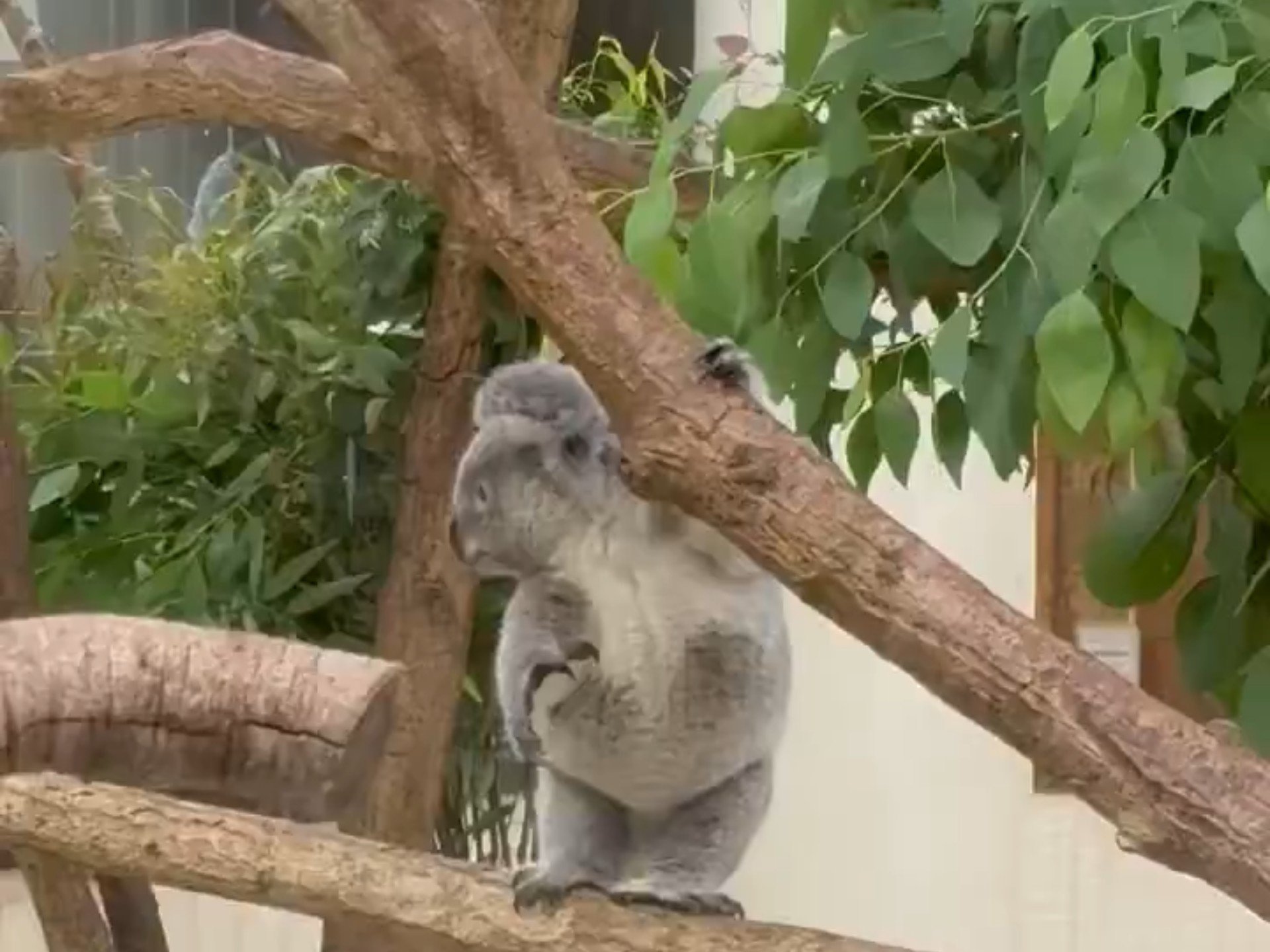 这不是玲奈子嘛