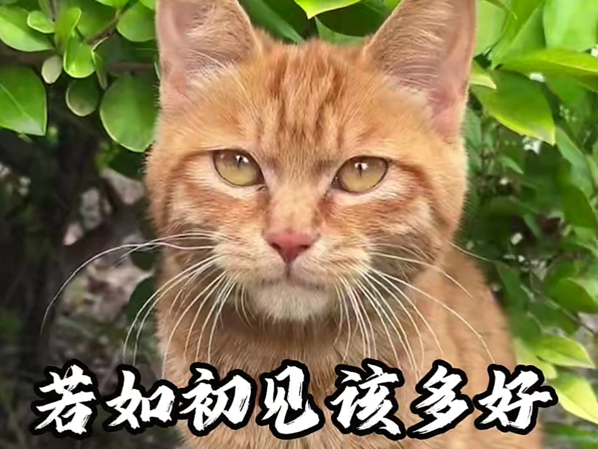 有人希望它们死，有人用尽所有办法也没能救回它。