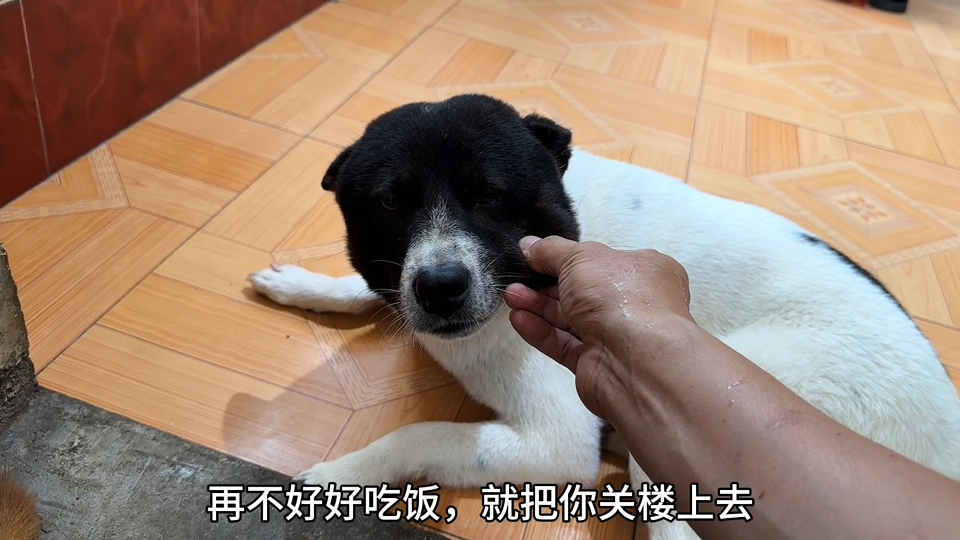 狗子睡醒第一件事是做什么？