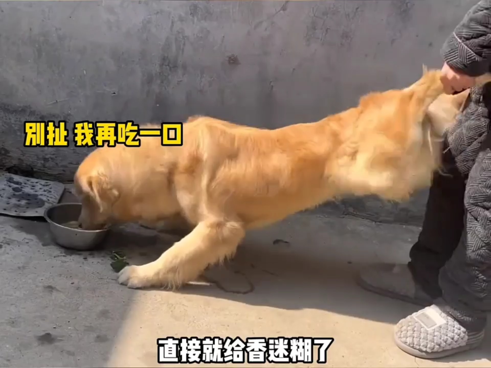 当狗狗第一次吃到人类食物