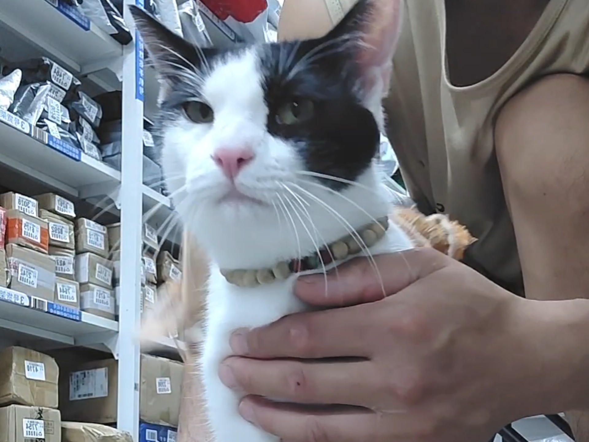 叼毛淋了一身雨又回来找我处理了，自己位置不愿意待，转身就把我