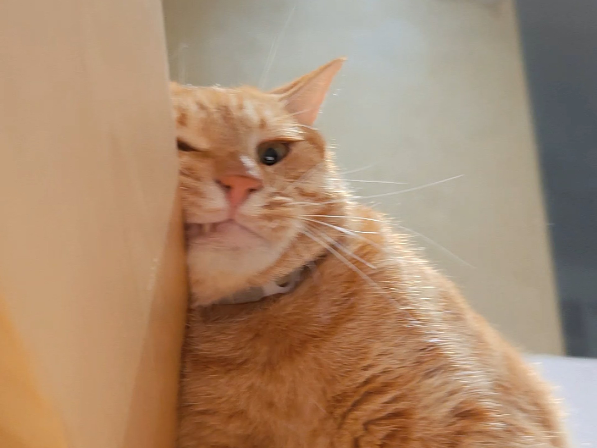 【猫猫】又到了懒猫最喜欢的play时间