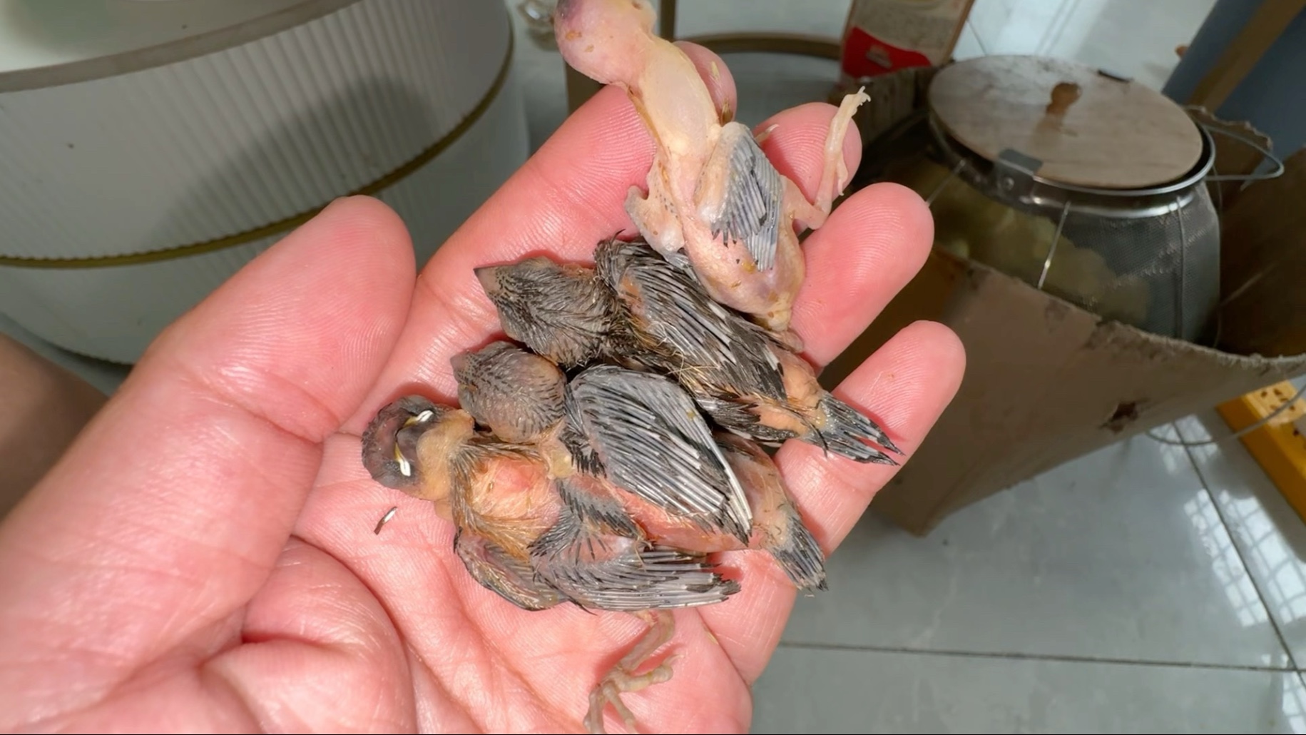 还没睡醒就被塞了四只鸟在手里