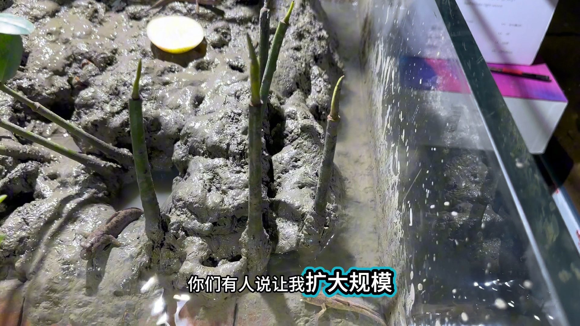 泥巴缸养青蟹第38天#水族#鱼缸
