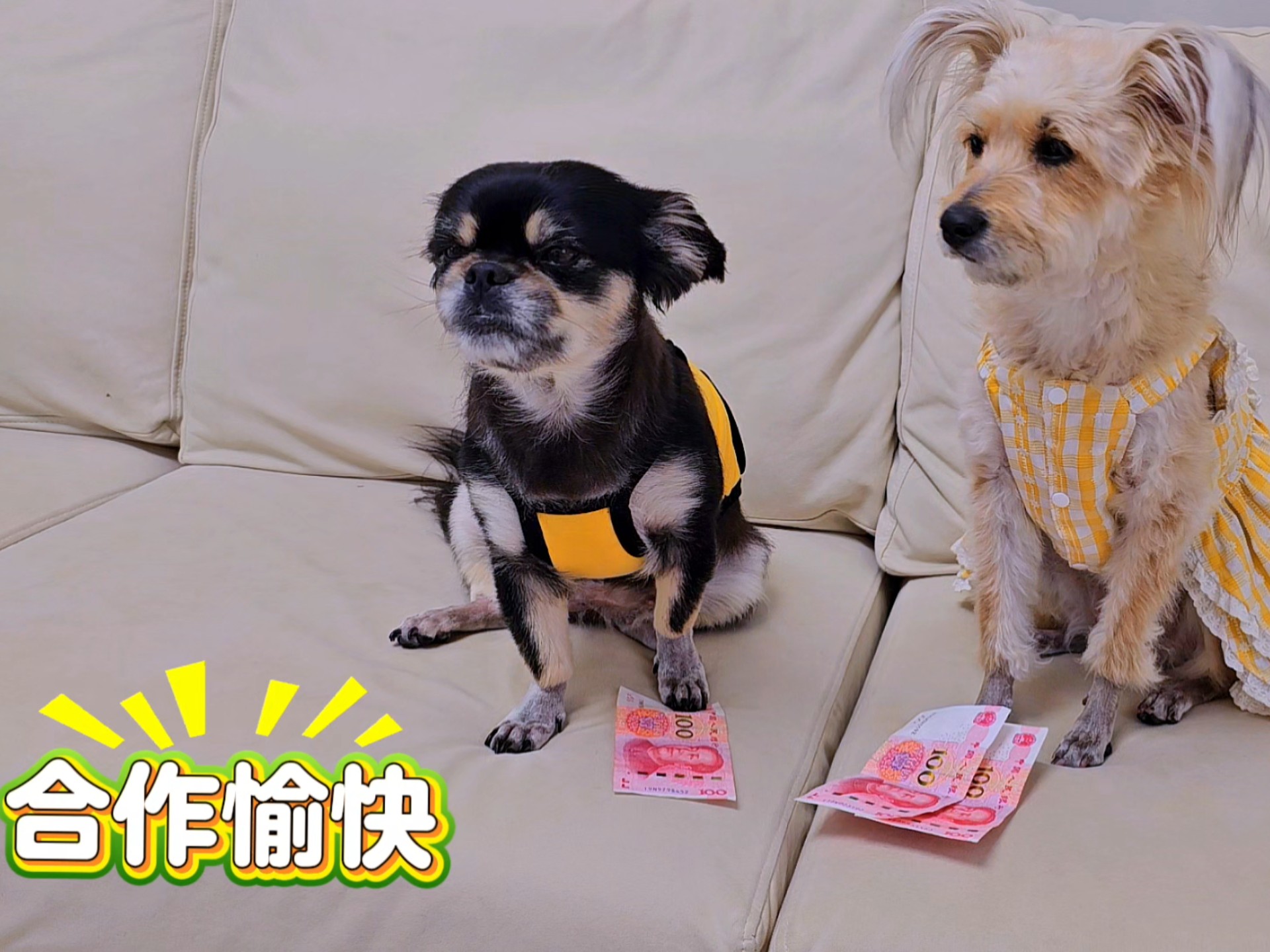 狗狗合伙坑外婆，有个好队友太重要了