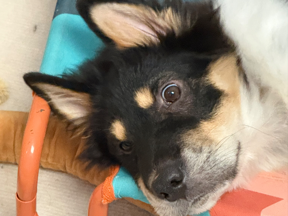 【冷风宇宙】十分钟沉浸式撸浪浪！顺便碎碎念