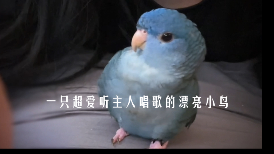 臭臭酱说：听歌我只听现场版