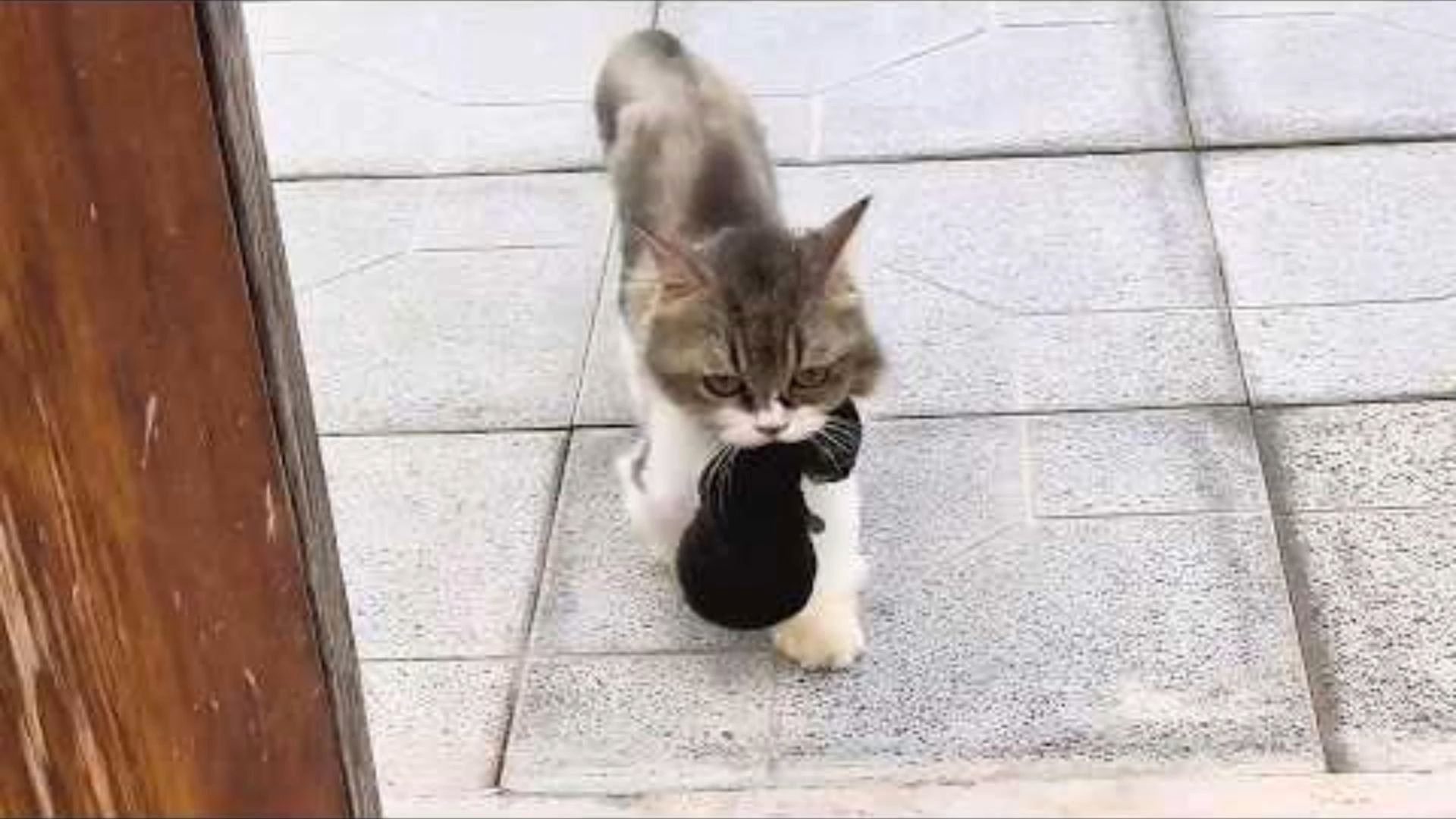 流浪猫成精了！自己病得快不行了，叼着一窝崽堵我家上门求收留！