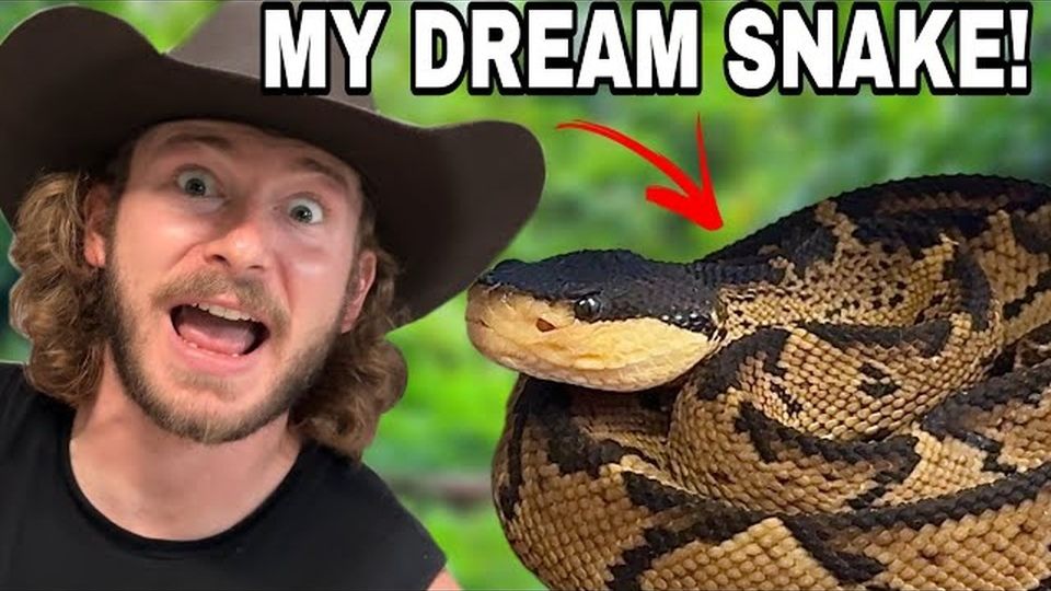 私人动物园之——蝰蛇！