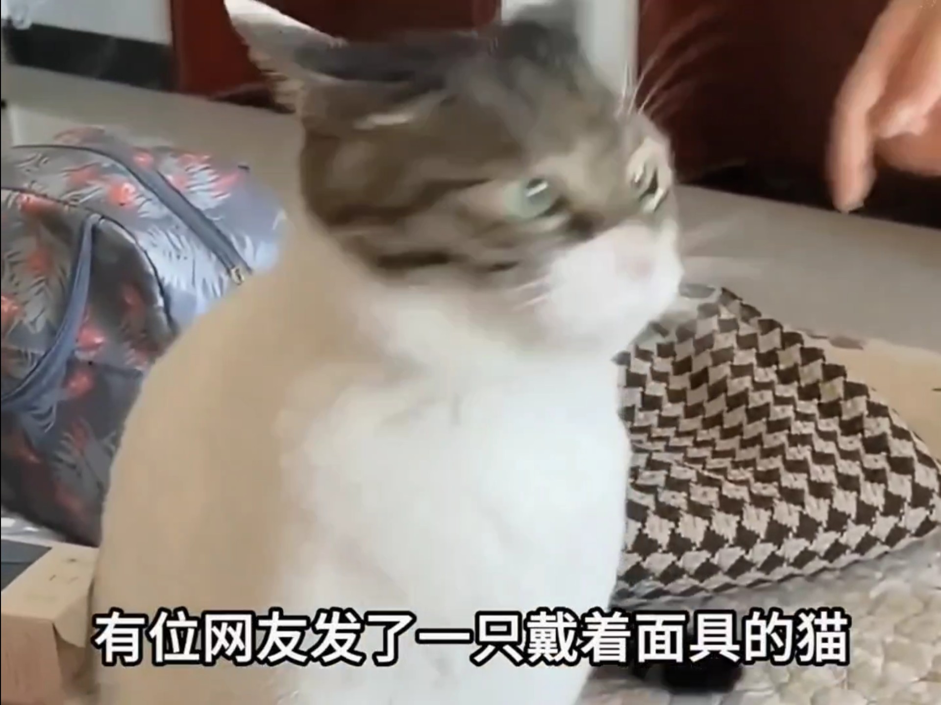 笑不活了，有位网友发现了一只戴着面具的猫
