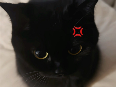 人、床上长猫了、来困觉