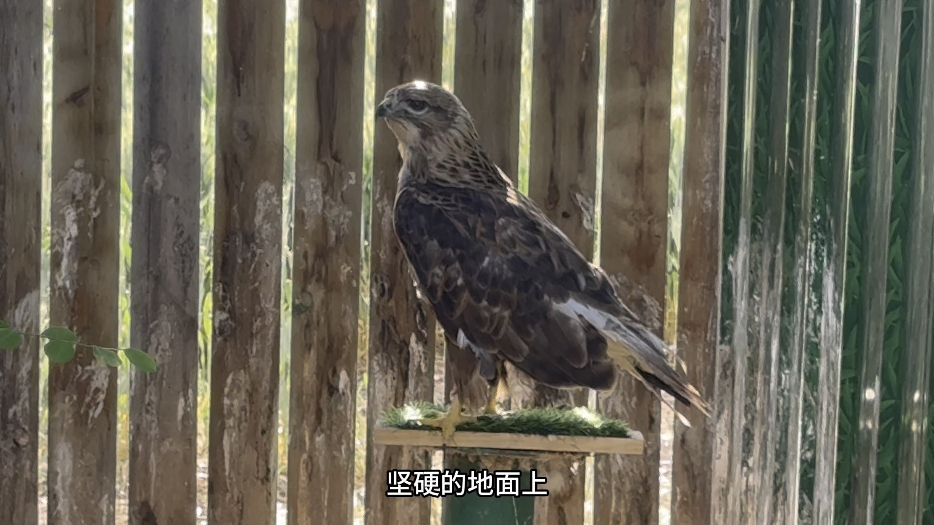 被人养坏的老鹰……