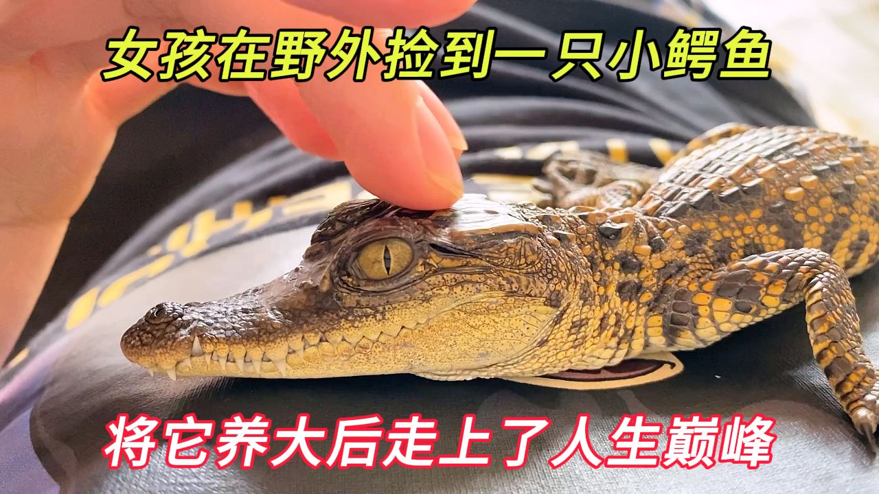 女孩捡了一只小鳄鱼