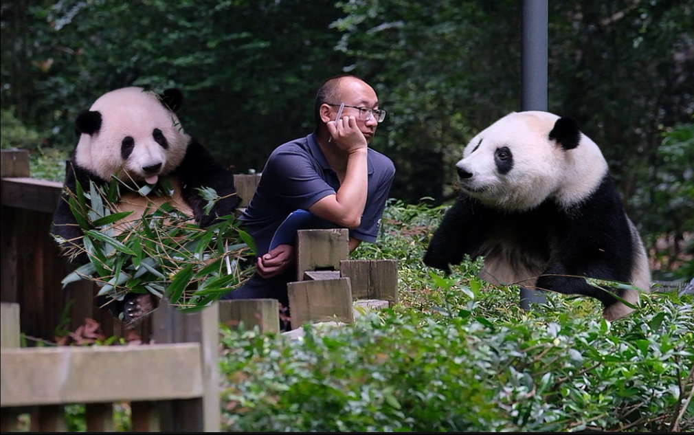 25.09.05 奶爸默默守护倆宝贝，叶子也回望着奶爸，谢谢六号别墅