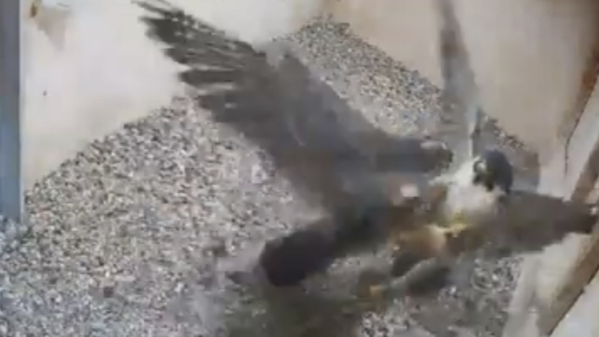 冤种儿子飞踹礼貌伯爵五次 伯爵掉了一根尾羽被尖叫鸡追来追