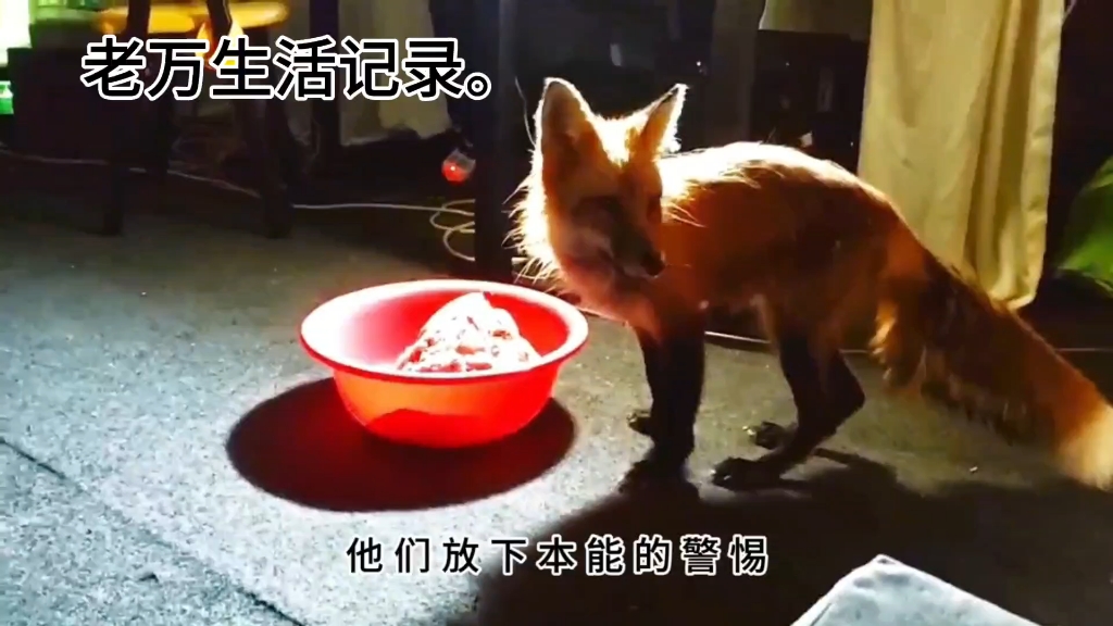这只狐狸不怕人。和我很友好。