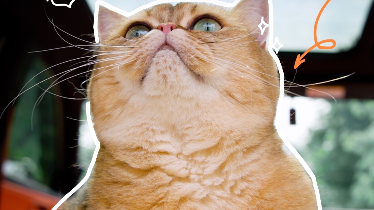 终于，霸总的风还是吹到了广汽丰田