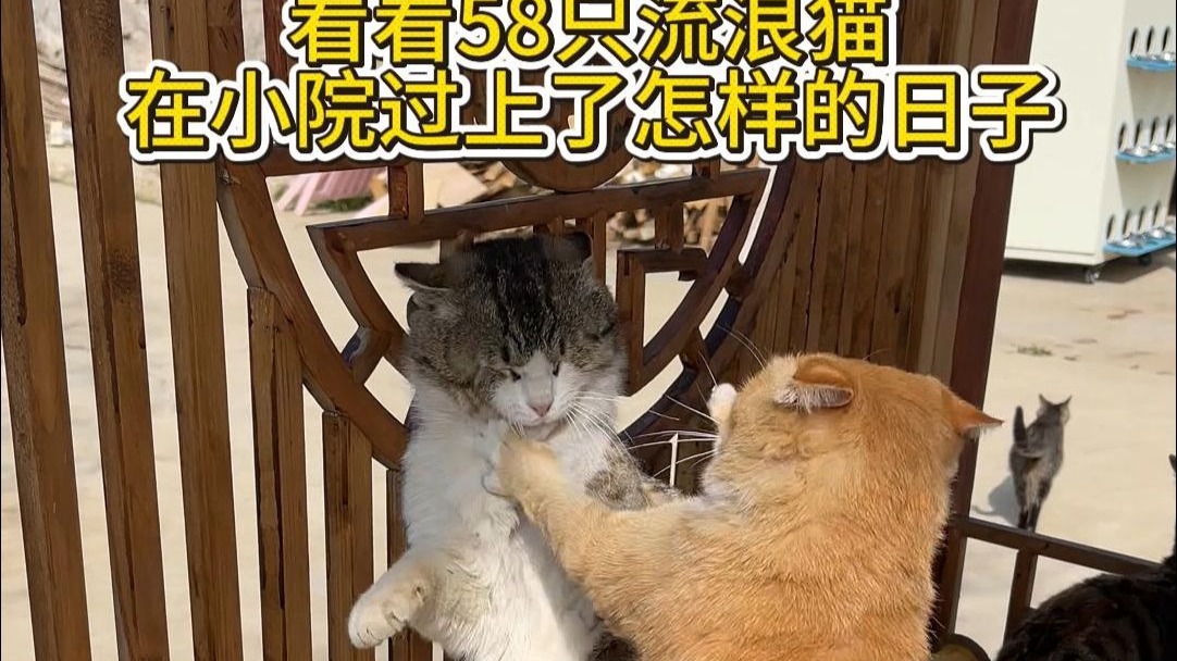 58只流浪猫，在小院住上了怎样的房子。两年了，我给毛孩盖房子似