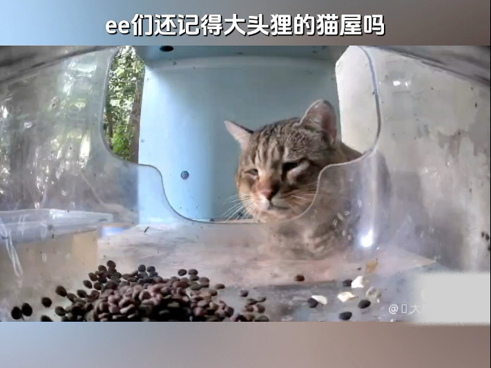 沉浸式清洁猫屋 双马尾版