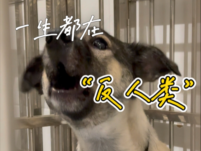 一只不愿接受人类的田园土狗—壮壮