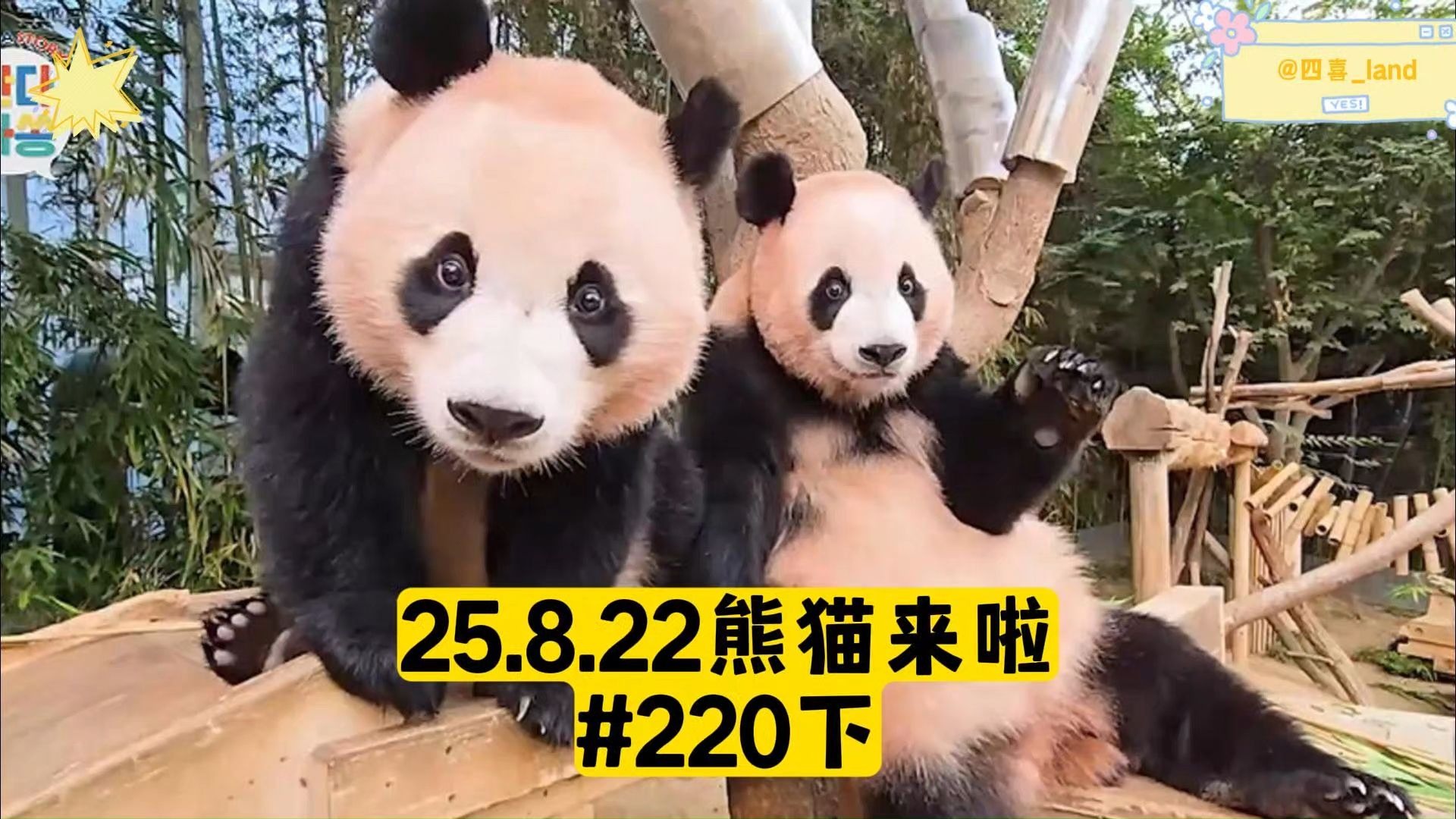【中字】25.8.22熊猫来啦ep220下丨爱宝的嫩芽ASMR吃播，辉宝的