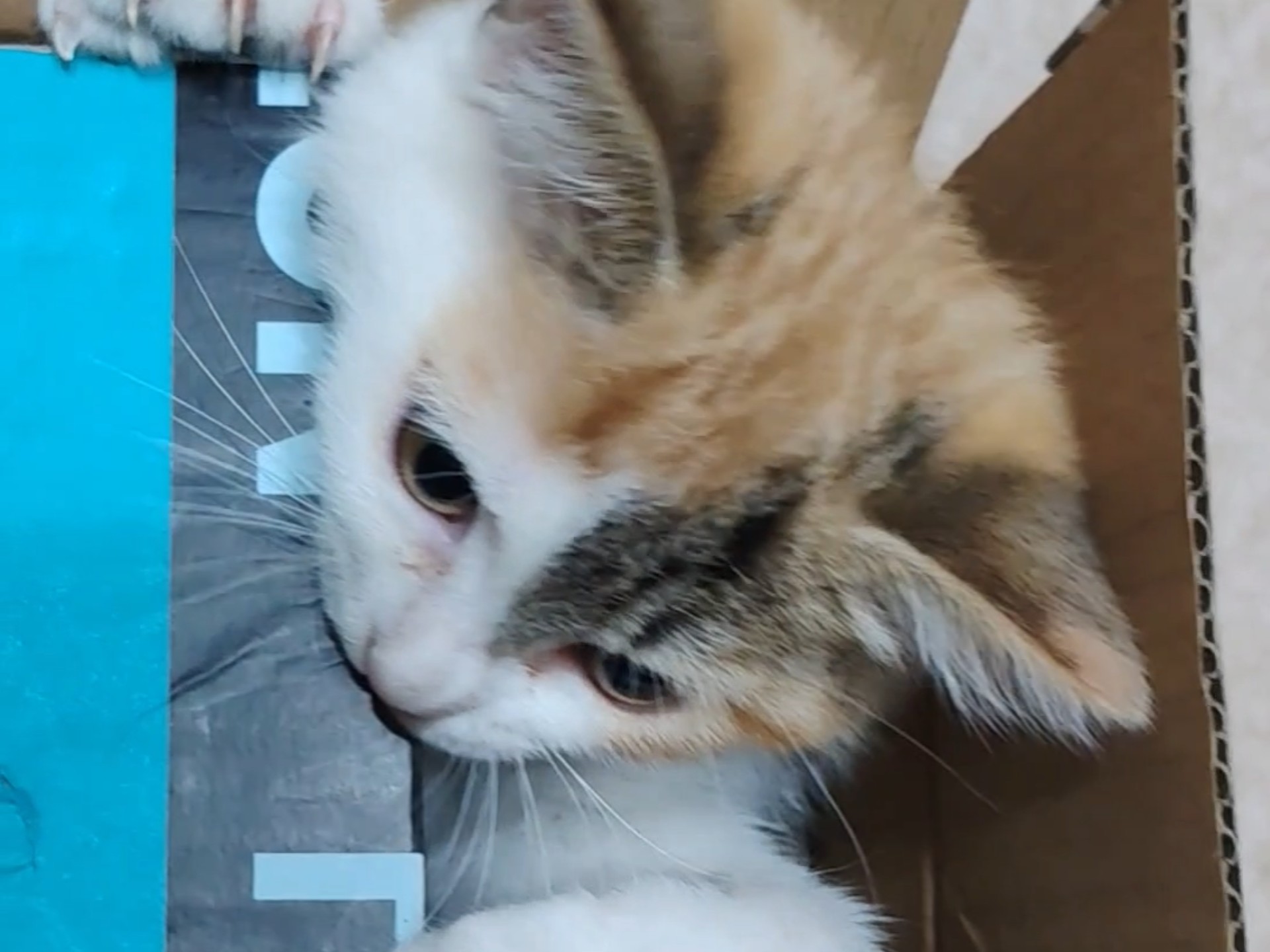 为什么小猫咪那么喜欢小纸箱呢？