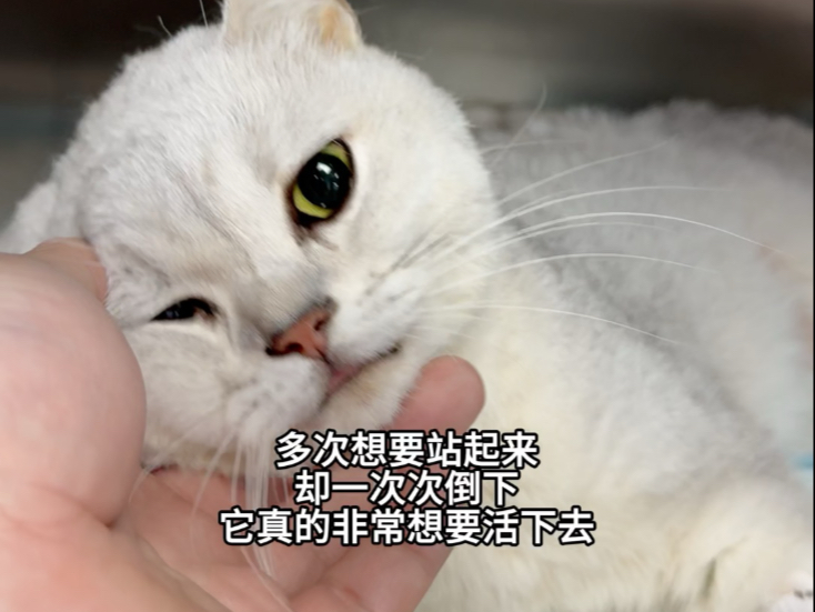 我们坚守到凌晨4点，不是来为你做安乐死的