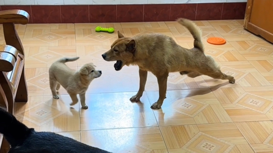 狗子越来越懒了