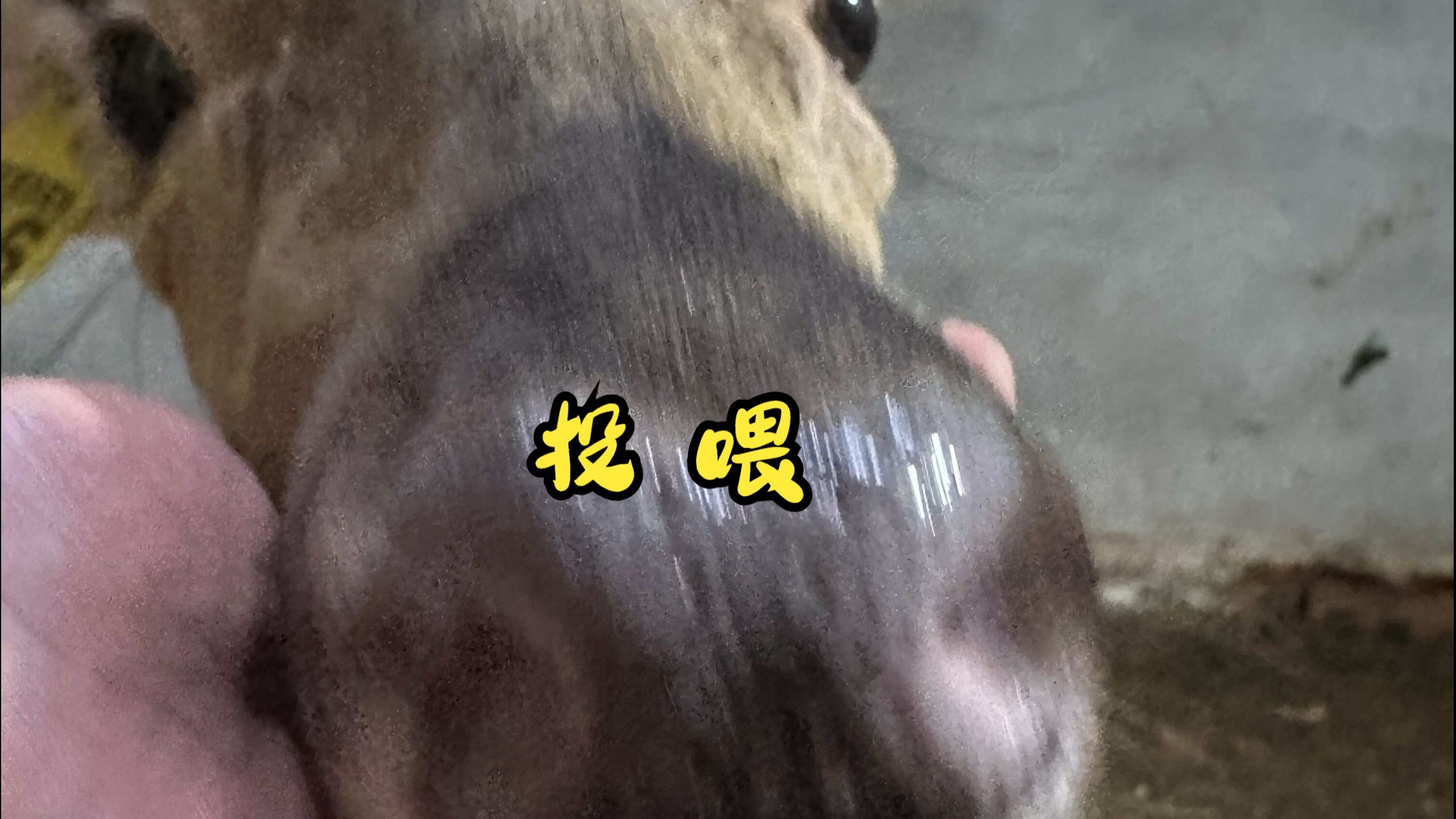 和梅花鹿谈甜甜的恋爱